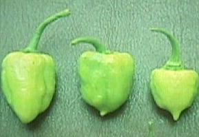 foto libro de aji misterioso.JPG (10838 bytes)