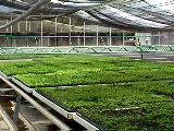 Invernadero dise�ado para la producci�n de plantulas de alta calidad, donde todos los factores de producci�n estan controlados, proyectos EDyD. Valencia Edo.Carabobo