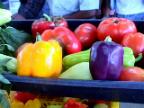 Pimentones de alta calidad, producidos en Venezuela por el m�todo de la plasticultura, Valencia Edo. Carabobo