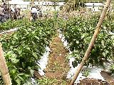 Producci�n de Piment�n con plasticultura.(Valencia-Edo.Carabobo)