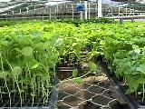 Plantas producidas en bandejas de propagaci�n, usando como sustrato turba.