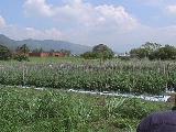 Sistema de producci�n de tomates en ambientes protegidos.(Hidroponias venezolanas)