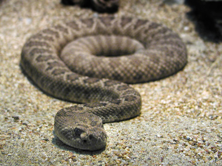 snake