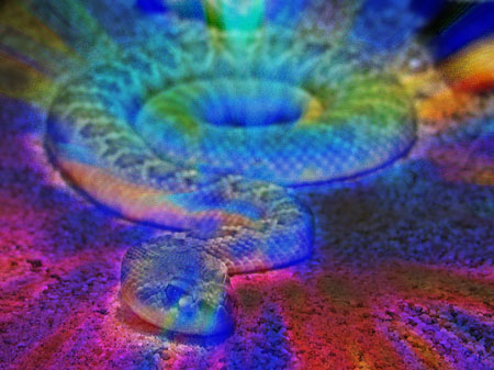 snake