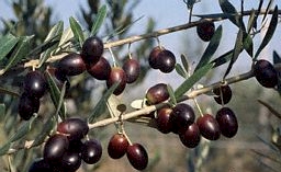 olive branch?  Peace!