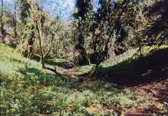Section of Canal near Gracedieu Priory, 2001 (SNB)