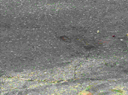 MY VIDEO