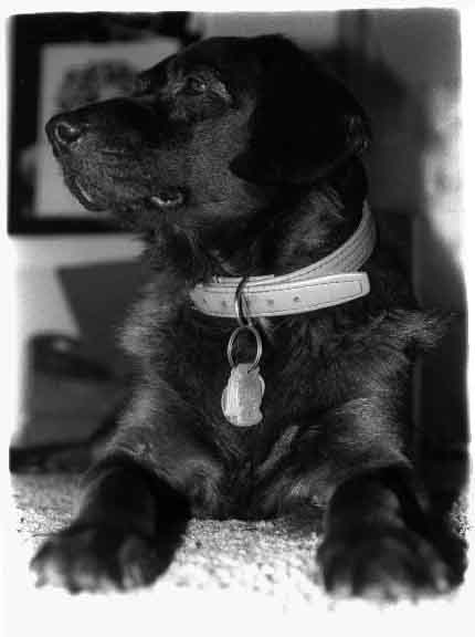 PET