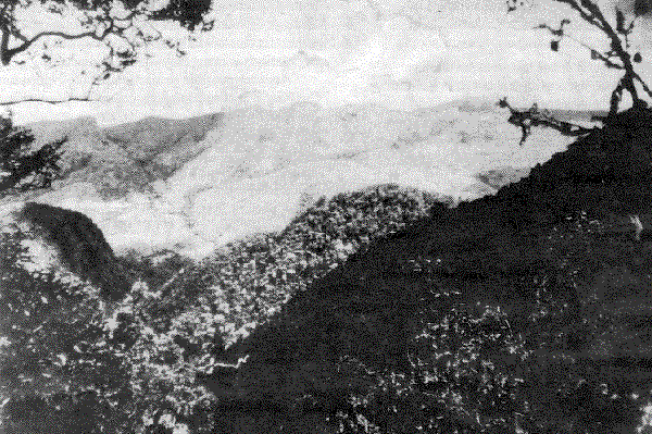 Nguruman Forest