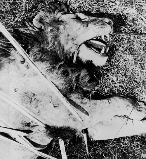 hunt8.jpg (267064 bytes)
