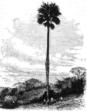 Borassus Palm.