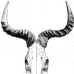 Alcelaphus Cokii.