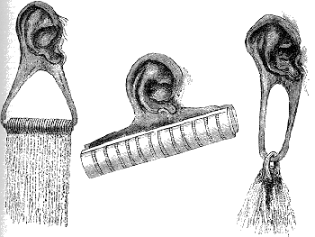 Ear Stretchers and Ear Ornaments.