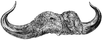 Horns of the Buffalo.