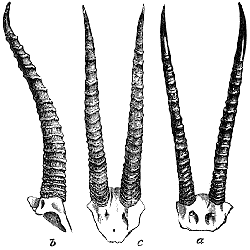 Gazella Thomsoni.