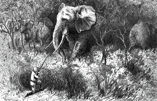 "Here I was on my knee, behind a small skeleton bush, positively looking up at an enormous wild elephant."
