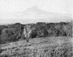 Der Mawensi
