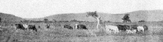 Masai-Rinder.