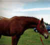 Look what they did to my mane!