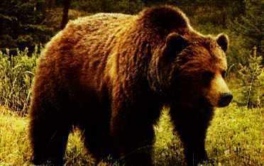 If Tristan was a bear