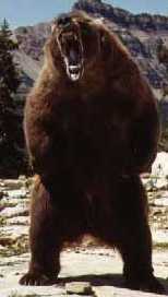 SUPERBEAR!