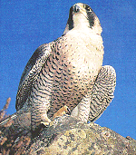 Hob knobbing with the intellectuals:Hob has a keen brain as well as eyes