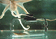 8 legs but only one brain,but it still works