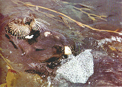 Getting stoned,and having a smashing time:the otter