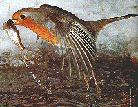 Holy mackerel! Robin goes fishing