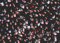 Face in a crowd