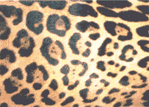 Leopard Skin