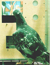 No peckerhead,not birdbrained,its super pigeon