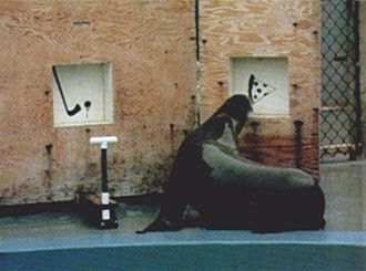 His name is Rio and he adds up on his without his hands