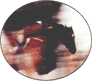 They shoot horses don't they?