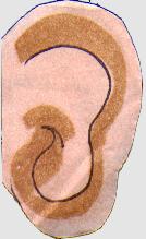 /user/ear.JPG