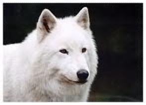 Arctic wolves are WIN!