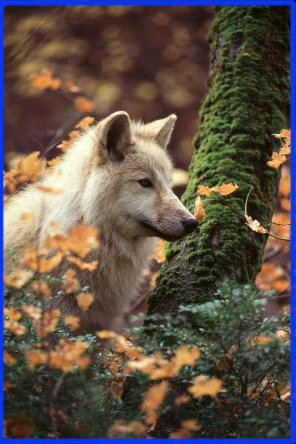 Wow! A very rare scene! You'll probably never see an arctic wolf living in this kind of climate!