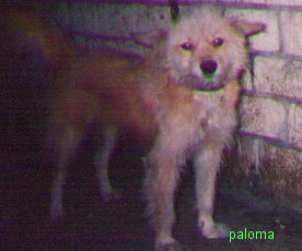 My pet dog!