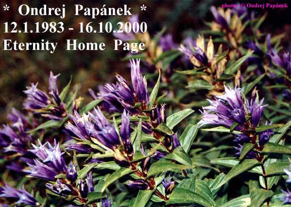 Welcome! I took this picture, gentian flower, at Low Tatra Mountains one month before my death. Beautiful, isn't it?