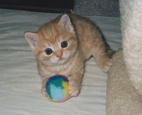 cute kitty