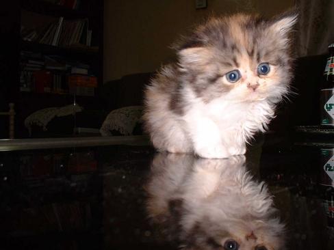 sweet little kitten