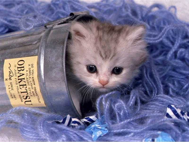 kitty in a bucket!