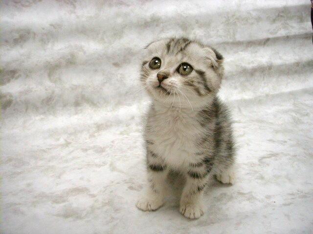 here kitty kitty