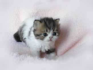 so tiny