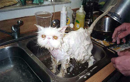 this cat is wet.