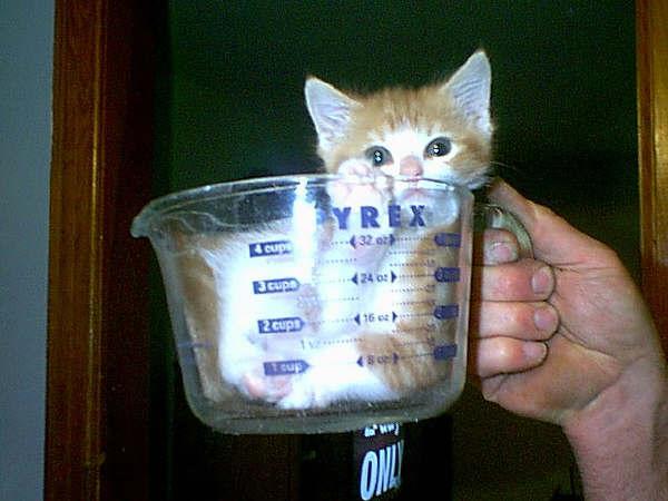 don't eat kittens