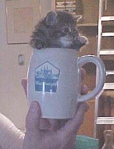 don't eat kittens