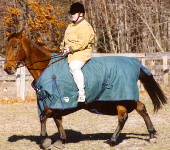 bareback dressage