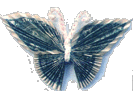 sm-butterfly.gif (8810 bytes)