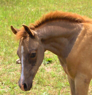 A fine head, with smarts in between those pretty little ears!